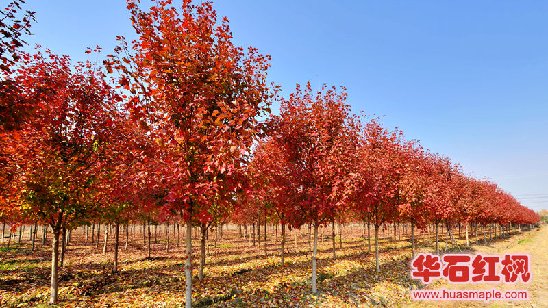 美国红枫十月光辉：红叶鲜亮红叶期长，树形优美，西南地区最适宜的美国 